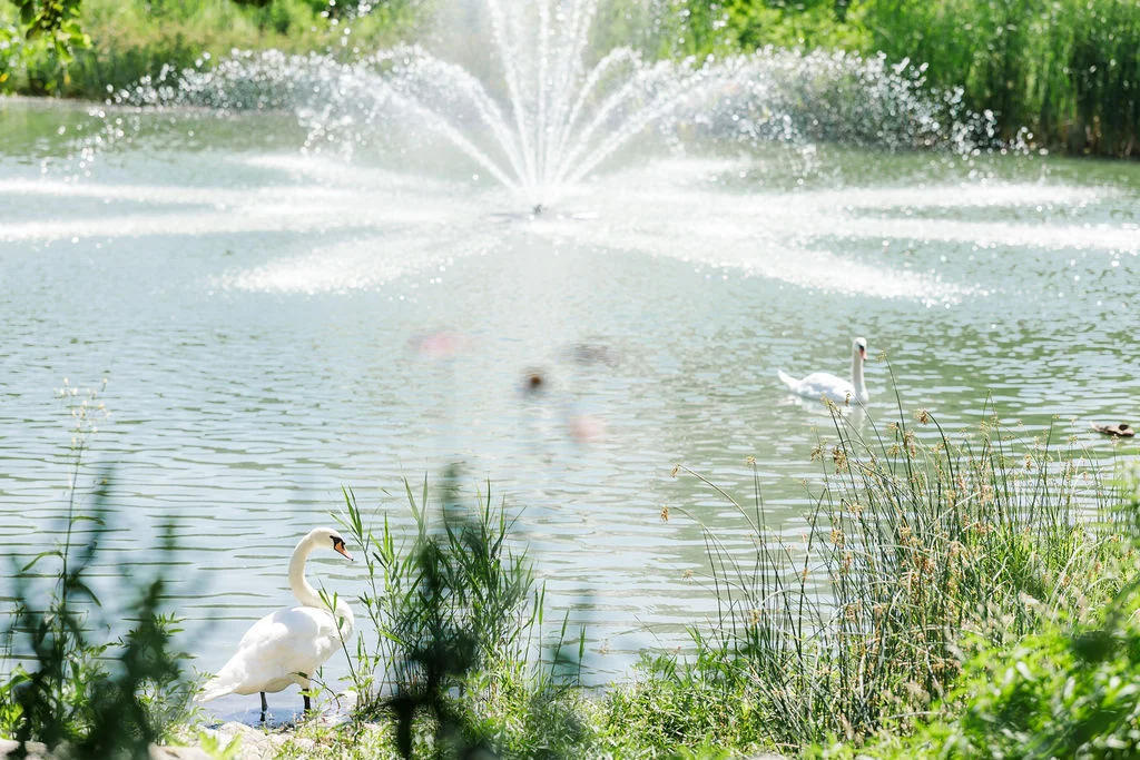 Swan on the pond at Beacon Hill