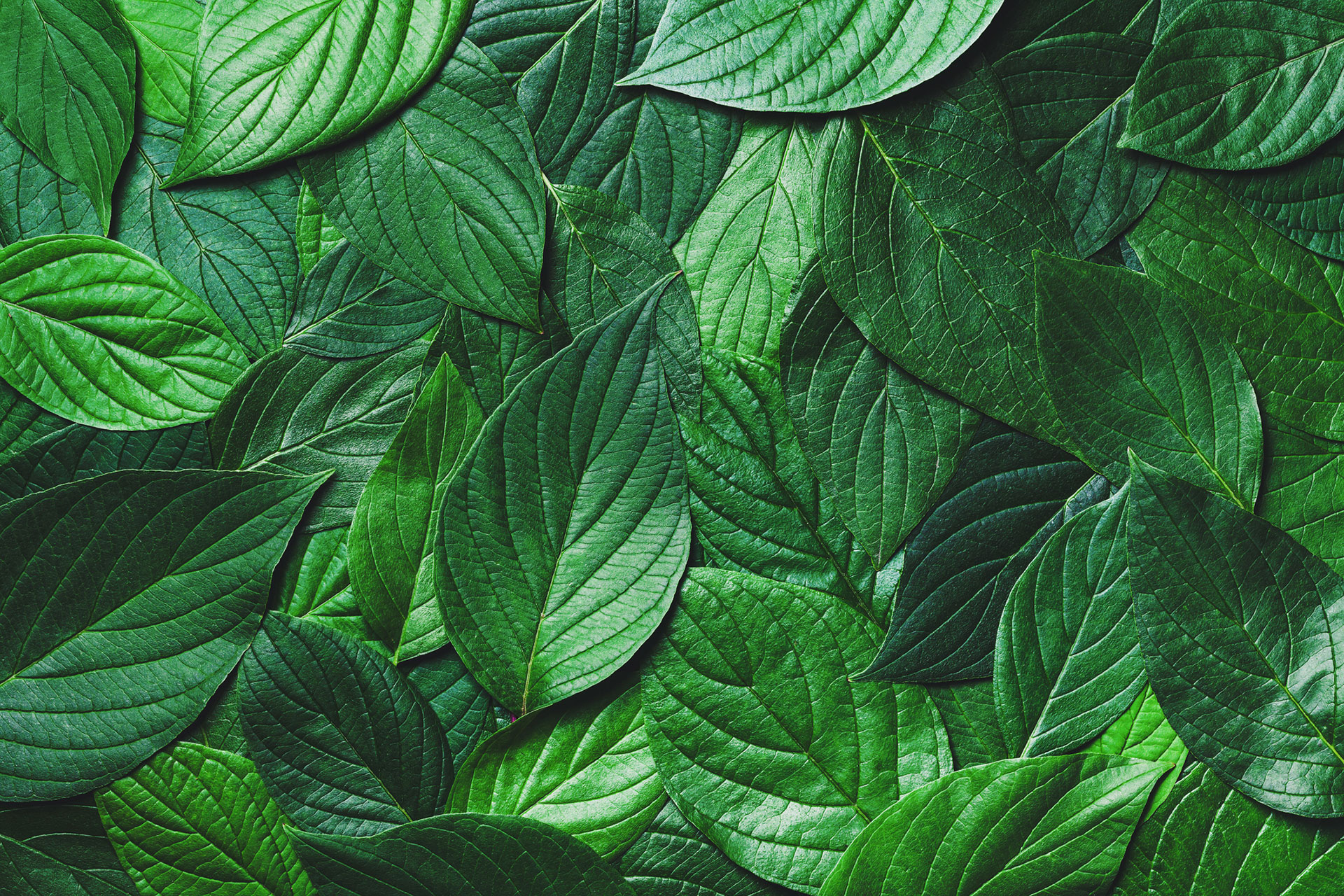 overlapping green leaves