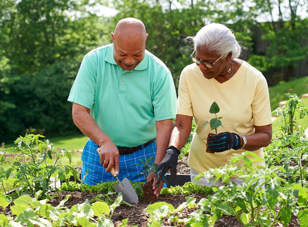 smiling senior couple works cheerfully in the outdoor community garden at their senior living community